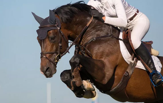 2020超級馬術俱樂部聯(lián)賽（天星調良馬術第六站）